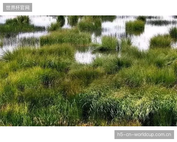 北美赛区多变的气候与潜在的高原场地，对习惯温和气候比赛的日本球员的体能分配提出更高要求。